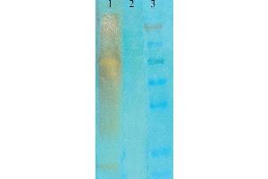 Western Blot analysis of acetylated lysine showing detection of Acetylated Lysine protein using Mouse Anti-Acetylated Lysine Monoclonal Antibody, Clone 7F8 . (Lysine (lys) (acetylated) 抗体 (HRP))