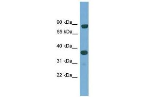 KHDRBS2 antibody used at 0.