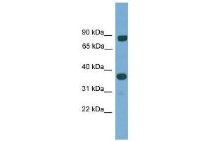 KHDRBS2 antibody used at 0. (KHDRBS2 抗体  (N-Term))