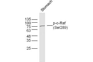 Mouse stomach lysates probed with c-Raf (Ser289) Polyclonal Antibody, unconjugated  at 1:300 overnight at 4°C followed by a conjugated secondary antibody at 1:10000 for 90 minutes at 37°C. (RAF1 抗体  (pSer289))