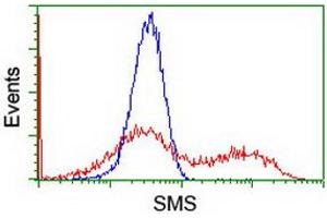 HEK293T cells transfected with either RC200619 overexpress plasmid (Red) or empty vector control plasmid (Blue) were immunostained by anti-SMS antibody (ABIN2454717), and then analyzed by flow cytometry. (SMS 抗体)