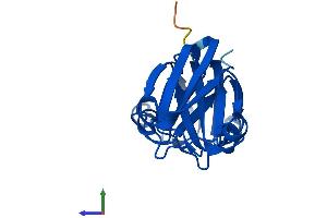 Protein Structure (PS) image for Crystallin, gamma N (CRYGN) (AA 1-183) protein (His tag) (ABIN7559925)
