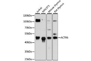 Western blot analysis of extracts of various cell lines, using ACTR6 antibody (ABIN6294023) at 1:3000 dilution.