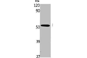 Western Blot analysis of K562 cells using Smad5 Polyclonal Antibody (SMAD5 抗体  (Internal Region))