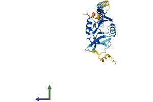 Protein Structure (PS) image for Killer Cell Lectin-Like Receptor Subfamily B Member 1A (Klrb1a) (AA 1-227) protein (His tag) (ABIN7563034)