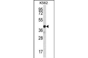SP6 Antibody (Center) (ABIN656940 and ABIN2846130) western blot analysis in K562 cell line lysates (35 μg/lane). (SP6 抗体  (AA 196-225))
