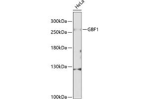 Western blot analysis of extracts of HeLa cells, using GBF1 Antibody (ABIN6132031, ABIN6140994, ABIN6140996 and ABIN6216201) at 1:1000 dilution. (GBF1 抗体  (AA 1-85))