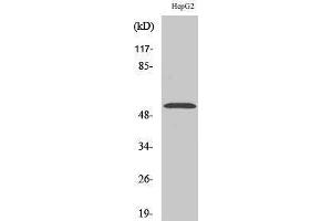 Western Blotting (WB) image for anti-PBX/knotted 1 Homeobox 2 (PKNOX2) (C-Term) antibody (ABIN3186556) (PKNOX2 抗体  (C-Term))