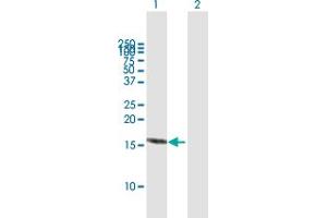 Western Blot analysis of RBX1 expression in transfected 293T cell line by RBX1 MaxPab polyclonal antibody. (RBX1 抗体  (AA 1-108))