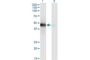 Western Blot analysis of LHX9 expression in transfected 293T cell line by LHX9 monoclonal antibody (M08), clone 1D8. (LHX9 抗体  (AA 291-388))