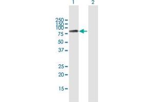 Western Blot analysis of MCM7 expression in transfected 293T cell line by MCM7 MaxPab polyclonal antibody. (MCM7 抗体  (AA 1-719))