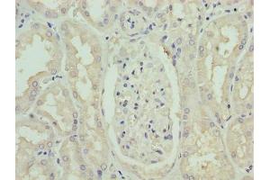 Immunohistochemistry of paraffin-embedded human kidney tissue using ABIN7163080 at dilution of 1:100 (Phenylalanine Hydroxylase 抗体  (AA 2-452))