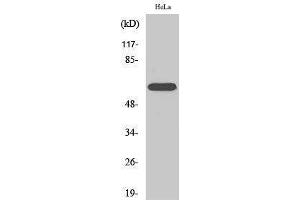 Western Blotting (WB) image for anti-RAR-Related Orphan Receptor A (RORA) (N-Term) antibody (ABIN3186832) (RORA 抗体  (N-Term))