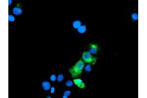 Anti-GOLM1 mouse monoclonal antibody (ABIN2455433) immunofluorescent staining of COS7 cells transiently transfected by pCMV6-ENTRY GOLM1 (RC200086). (GOLM1 抗体)