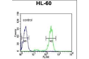 HSP90AB1 Antibody (C-term) (ABIN652406 and ABIN2841984) flow cytometric analysis of HL-60 cells (right histogram) compared to a negative control cell (left histogram). (HSP90AB1 抗体  (C-Term))