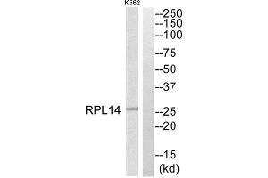 Western Blotting (WB) image for anti-Ribosomal Protein L14 (RPL14) (Internal Region) antibody (ABIN1850612) (RPL14 抗体  (Internal Region))