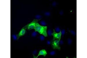 Immunofluorescence (IF) image for anti-erythroblast Membrane-Associated Protein (Scianna Blood Group) (ERMAP) antibody (ABIN1498106) (ERMAP 抗体)