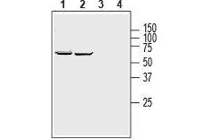 Western blot analysis of human Jurkat T-cell leukemia cell line (lanes 1 and 3) and human K562 chronic myelogenous leukemia cell line (lanes 2 and 4) lysates: - 1,2.