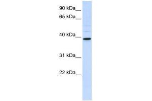 WB Suggested Anti-CHIA Antibody Titration:  0. (CHIA 抗体  (Middle Region))