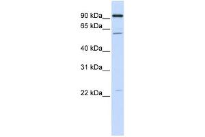 WB Suggested Anti-CDC45L Antibody Titration:  0.