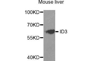 Western blot analysis of extracts of mouse liver, using ID3 antibody. (ID3 抗体)
