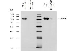 Western blotting analysis of human CD34 using mouse monoclonal antibody QBEnd-10 on lysates of TF-1 cell line and HEK293T/17 cell line (CD34 non-expressing cell line, negative control) under non-reducing and reducing conditions. (CD34 抗体)