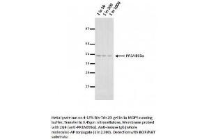 Image no. 1 for anti-Protein Phosphatase 2, Catalytic Subunit, alpha Isozyme (PPP2CA) (Isoform alpha) antibody (ABIN1042658)