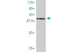 Western Blotting (WB) image for anti-mRNA Turnover 4 Homolog (MRTO4) (AA 1-239) antibody (ABIN565545)