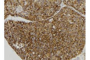 ABIN6279131 at 1/100 staining Human pancreas tissue by IHC-P. (APOL3 抗体  (N-Term))