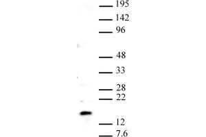 Pht1 / H2AZ pAb tested by Western blot. (Histone H2A Variant H2A.Z, Pht1 (PHT1) (C-Term) 抗体)