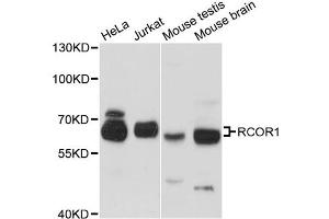 Western blot analysis of extracts of various cell lines, using RCOR1 antibody. (CoREST 抗体)