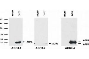 Western Blotting (WB) image for anti-Anterior Gradient 3 (AGR3) antibody (ABIN614768) (AGR3 抗体)
