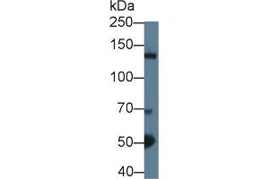 Western Blotting (WB) image for anti-Histone Deacetylase 4 (HDAC4) (AA 904-1076) antibody (ABIN7441235)