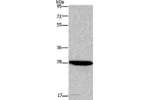 Western blot analysis of HepG2 cell, using FGF17 Polyclonal Antibody at dilution of 1:600