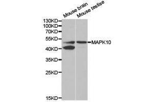 Western Blotting (WB) image for anti-Mitogen-Activated Protein Kinase 10 (MAPK10) antibody (ABIN1873623) (MAPK10 抗体)