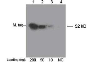 Image no. 1 for anti-Myc Tag antibody (Biotin) (ABIN2625864) (Myc Tag 抗体  (Biotin))