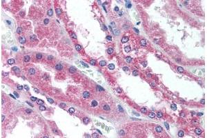 Anti-WNT1 antibody  ABIN1049465 IHC staining of human kidney.