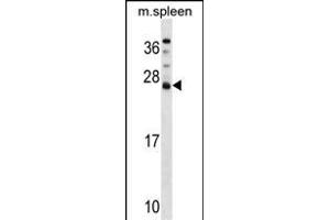 DNAJC5B Antibody (Center) (ABIN1538501 and ABIN2849474) western blot analysis in mouse spleen tissue lysates (35 μg/lane). (DNAJC5B 抗体  (AA 58-84))