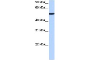 Western Blotting (WB) image for anti-Chromobox Homolog 2 (CBX2) antibody (ABIN2463437) (CBX2 抗体)