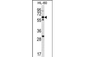 NPTXR Antibody (Center) (ABIN657067 and ABIN2846231) western blot analysis in HL-60 cell line lysates (35 μg/lane). (NPTXR 抗体  (AA 180-209))