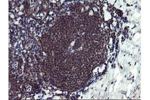 Image no. 3 for anti-Peptidylprolyl Isomerase (Cyclophilin)-Like 3 (PPIL3) antibody (ABIN1500364) (PPIL3 抗体)