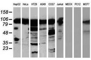 Image no. 1 for anti-Transforming, Acidic Coiled-Coil Containing Protein 3 (TACC3) antibody (ABIN1498101) (TACC3 抗体)