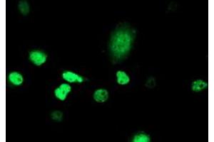 Anti-ATRIP mouse monoclonal antibody (ABIN2455758) immunofluorescent staining of COS7 cells transiently transfected by pCMV6-ENTRY ATRIP (RC223562). (ATRIP 抗体  (AA 42-309))