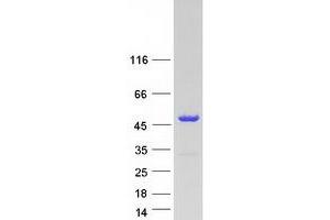 Western Blotting (WB) image for Chromosome 17 Open Reading Frame 48 (C17orf48) protein (Myc-DYKDDDDK Tag) (ABIN2715425)