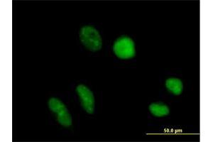 Immunofluorescence of purified MaxPab antibody to TRUB1 on HeLa cell. (TRUB1 抗体  (AA 1-349))