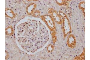 IHC image of ABIN7152743 diluted at 1:100 and staining in paraffin-embedded human kidney tissue performed on a Leica BondTM system. (FGGY 抗体  (AA 1-244))