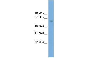 WB Suggested Anti-Sox10 Antibody Titration:  0. (SOX10 抗体  (N-Term))