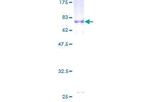 TUBB2C Protein (AA 1-445) (GST tag)