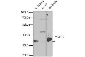 Western blot analysis of extracts of various cell lines, using SIRT2 antibody (ABIN1874785) at 1:1000 dilution. (SIRT2 抗体)