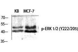 Western Blot (WB) analysis of specific cells using Phospho-ERK 1/2 (Y222/205) Polyclonal Antibody. (ERK1/2 抗体  (pTyr205, pTyr222))